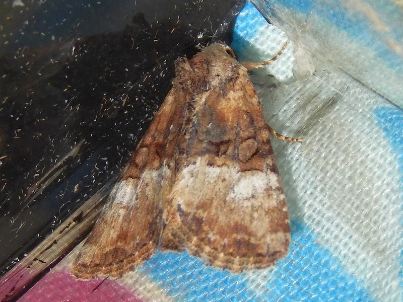 Noctuidae da ID - Cfr. Litoligia literosa